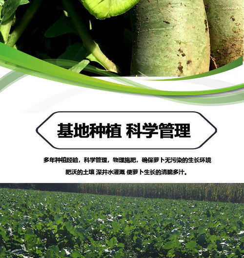 濰縣青蘿卜 孕期健康小幫手，新鮮脆甜的營(yíng)養(yǎng)選擇